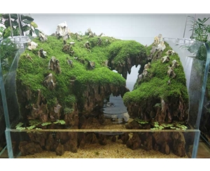自然生态缸造景（尺寸可定制）