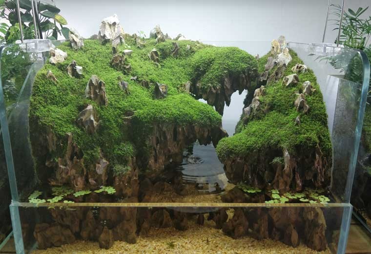 自然生态缸造景（尺寸可定制）