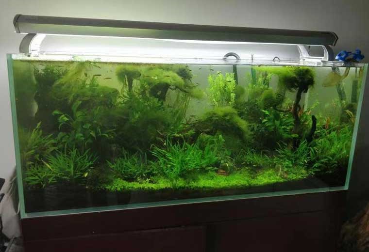 自然生态缸造景（尺寸可定制）