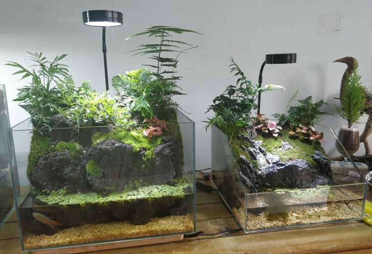 自然生态缸造景（尺寸可定制）