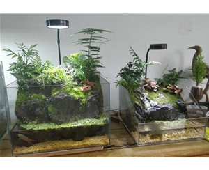 自然生态缸造景（尺寸可定制）