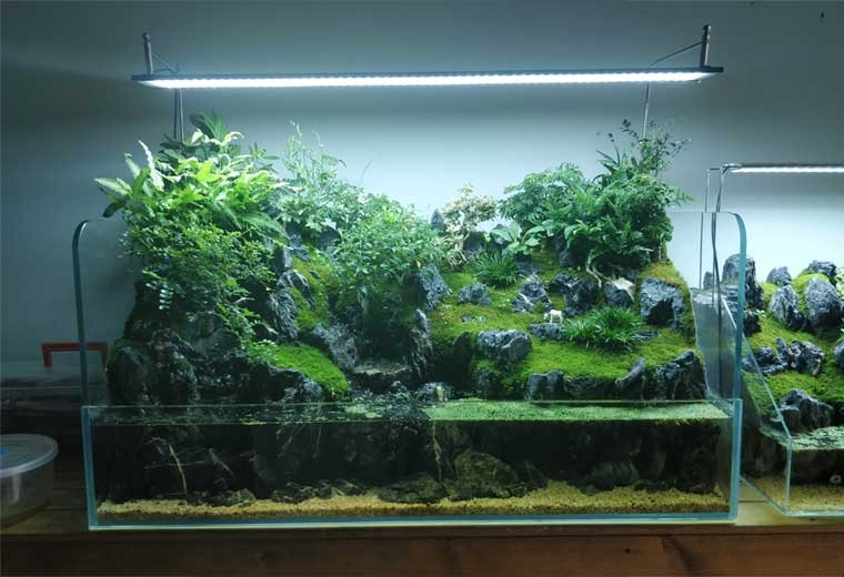 自然生态缸造景（尺寸可定制）