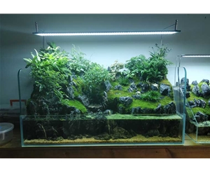 自然生态缸造景（尺寸可定制）